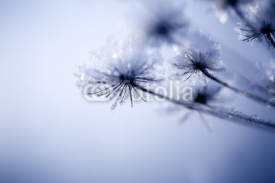 Naklejki Detail of frozen flower