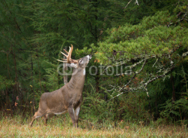 Obrazy i plakaty White-tailed deer buck