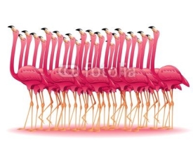 Fototapety Pink Flamingos Group-Fenicotteri Rosa Gruppo Stormo-Vector