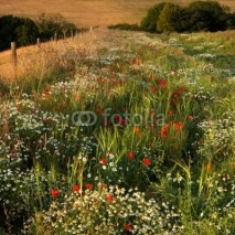 Fototapety Wildflowers, Cranborne Chase, Dorset, UK