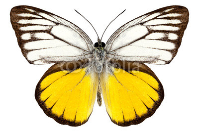 Butterfly species Cepora aspasia 