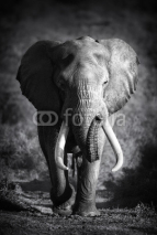 Obrazy i plakaty Elephant Bull (Artistic processing)