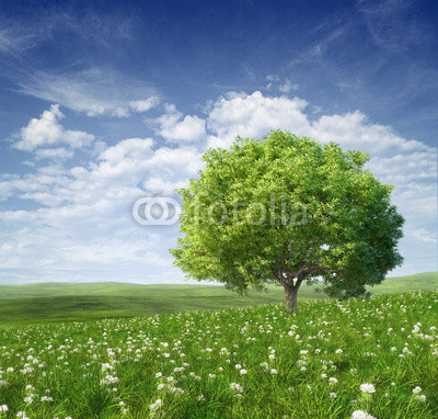 Summer landscape with green tree