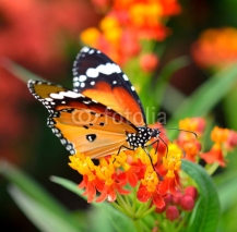 Naklejki Butterfly on orange flower in the garden