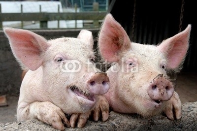 Pigs being silly trying to talk
