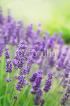 Naklejki Lavender Flowers