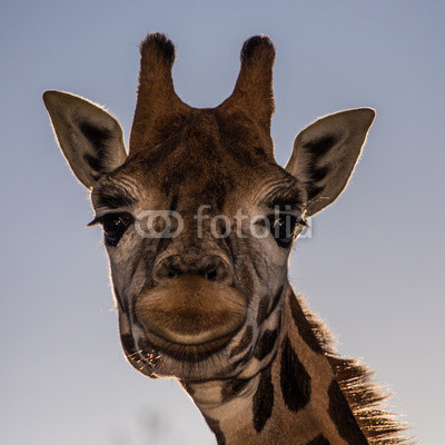 giraffe portrait