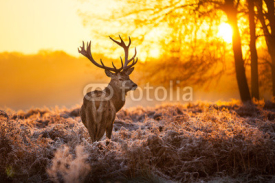 Fototapety Red Deer in morning Sun. 