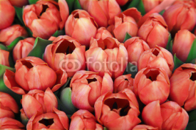 Fototapety rote tulpen