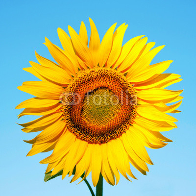 Sunflower on a background of blue sky.
