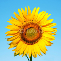 Naklejki Sunflower on a background of blue sky.