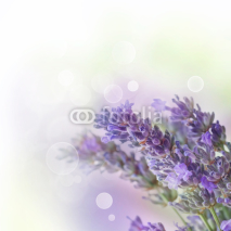 Naklejki Fresh lavender