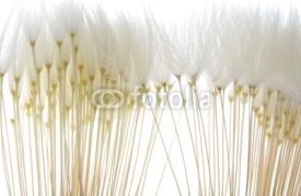 Naklejki soft white dandelion seeds