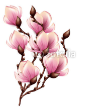 Fototapety Magnolia branch isolated