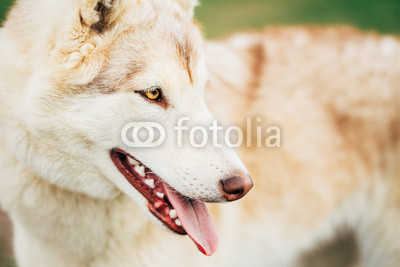 White Adult Siberian Husky Dog (Sibirsky husky)