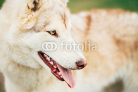 Fototapety White Adult Siberian Husky Dog (Sibirsky husky)