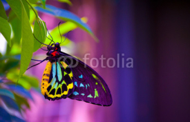 Fototapety Neon butterfly