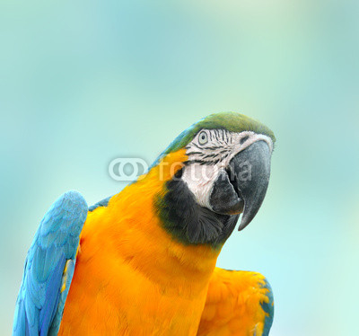 Яркий попугай Ара изолированный на голубом фоне