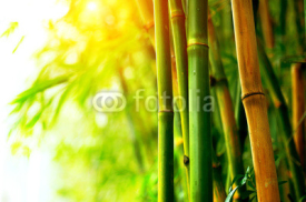 Naklejki Bamboo Forest