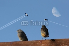 Naklejki Abstract Swallow bird flight show