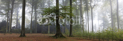 Buchenwald im Nebel,  Rombergpark, Dortmund, Nordrhein-Westfalen, Deutschland, Europa
