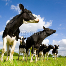 Naklejki Holstein cows