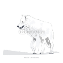 Naklejki Arctic Wolf Illustration