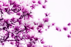 Fototapety Magnolia flower blossom