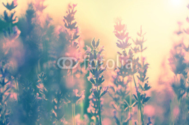 Vintage lavender sunset