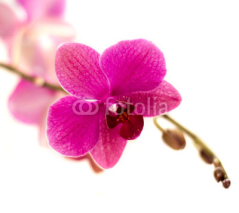 Naklejki violet orchid flower