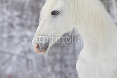 white beautiful horse