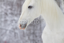 Naklejki white beautiful horse
