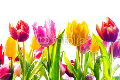 Vibrant background of colourful spring tulips