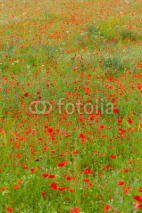 Fototapety the picturesque landscape with red poppies among the meadow