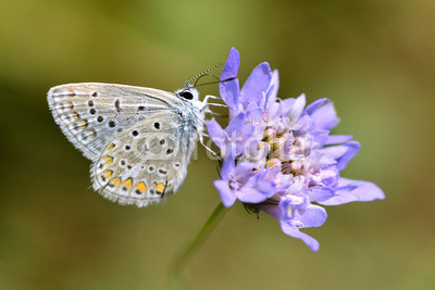 Argus butterfly feeding on scabiosa genus flower