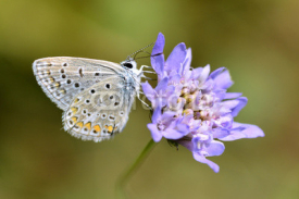 Naklejki Argus butterfly feeding on scabiosa genus flower