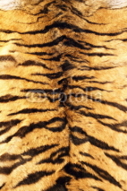 Fototapety stripes on tiger pelt