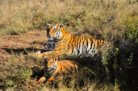 Naklejki Tiger mother with her cub