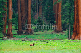 Naklejki Bear in Sequoia National Park