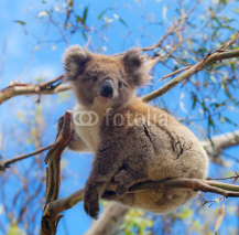 Fototapety Koala in Great Ocean Road, Victoria, Australia