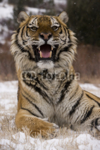 Obrazy i plakaty Siberian tiger, Panthera tigris altaica