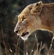 Naklejki Lioness portrait in the rain