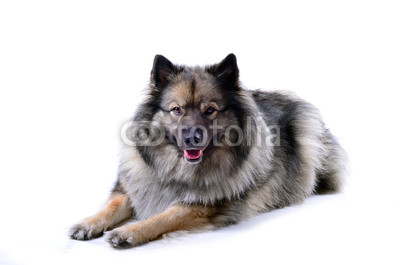 Wolfsspitz Hund Portrait liegt