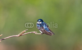 Fototapety Tree Swallow