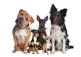 Naklejki group of five dogs