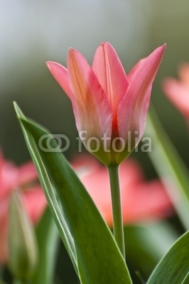 Red Tulips in Spring, close up