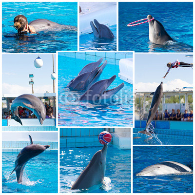 collage delfini