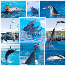 Obrazy i plakaty collage delfini