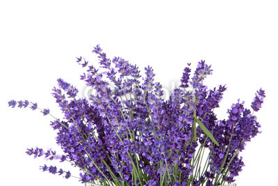 Bouquet of picked lavende