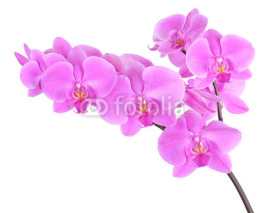 Naklejki Phalaenopsis orchid